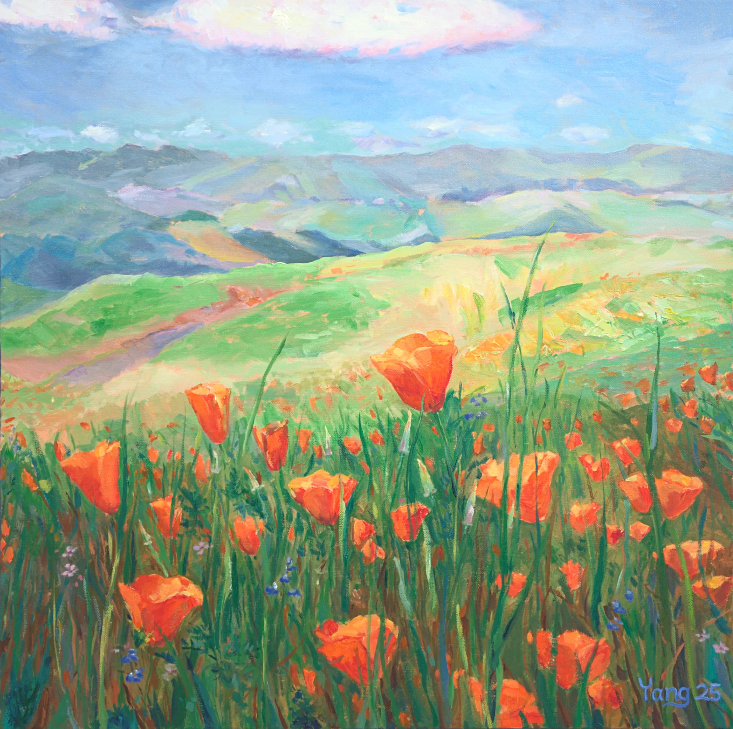 California poppies in a green field with rolling hills under a blue sky, square canvas