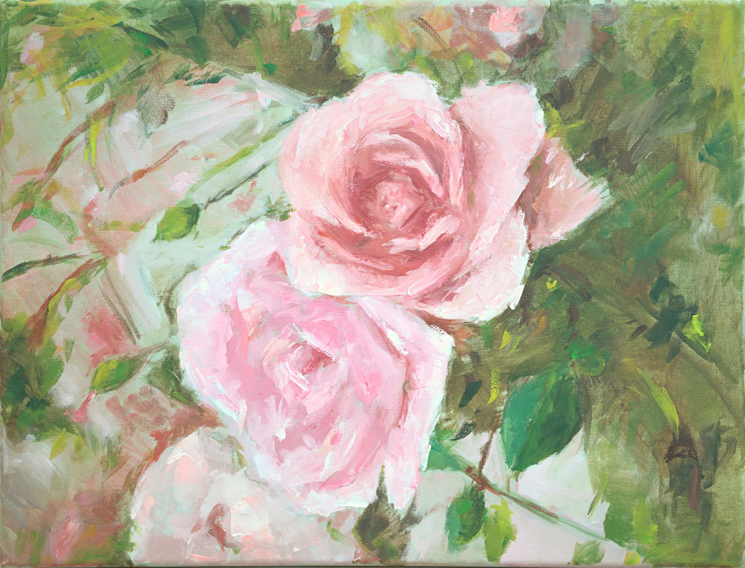 Pink roses in full bloom