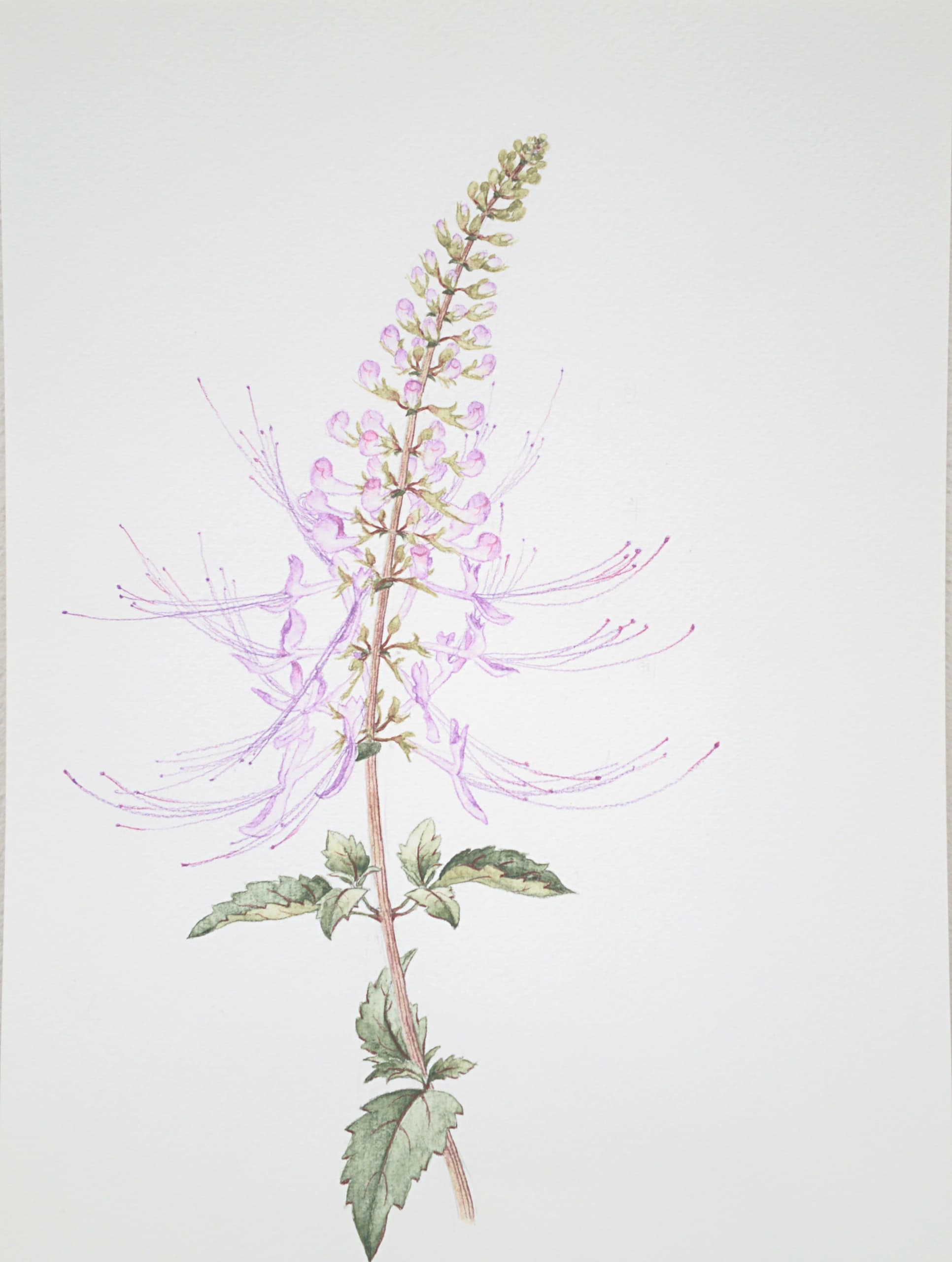 Botanical watercolor study of a wildflower stem