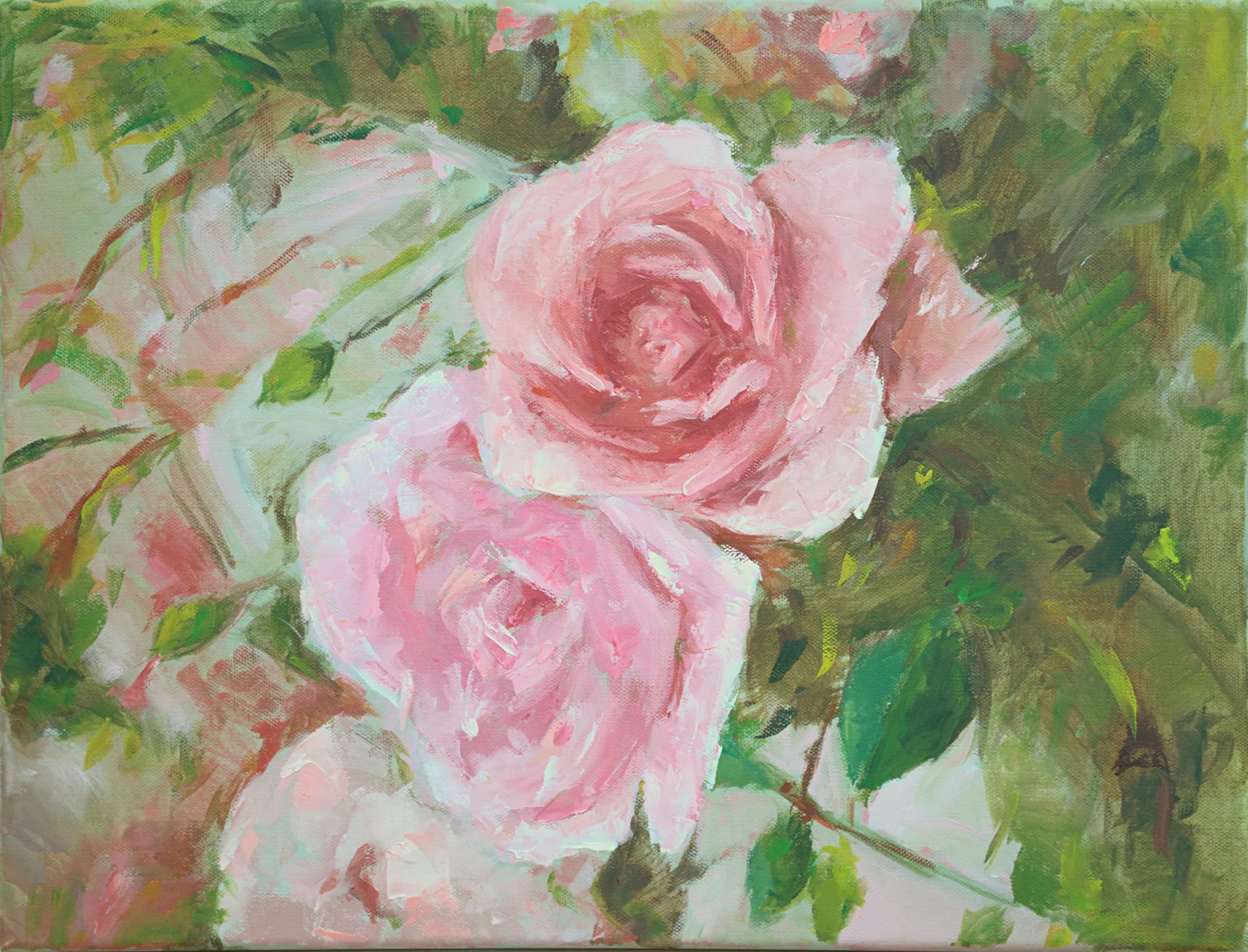 Pink roses in full bloom