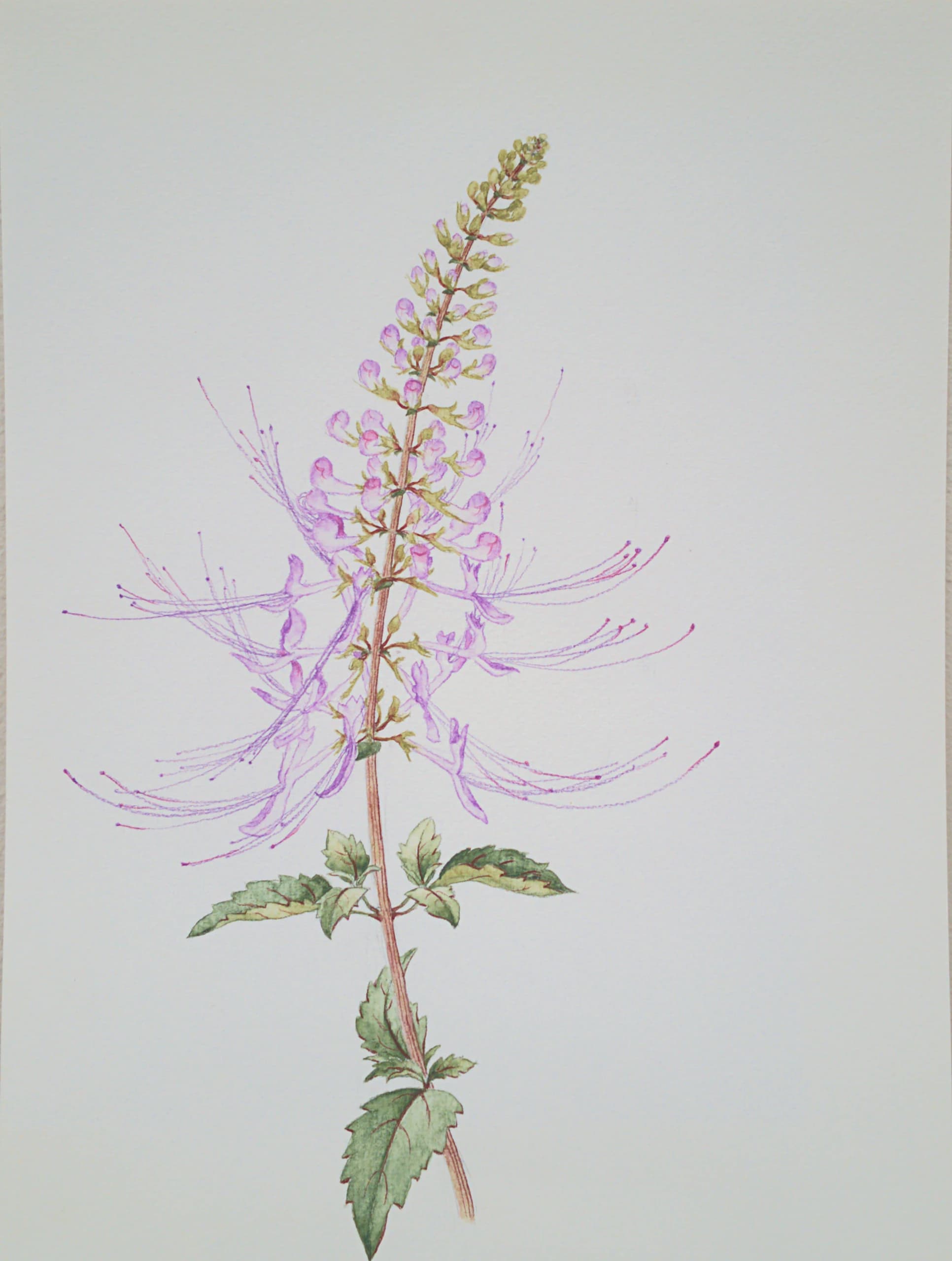 Botanical watercolor study of a wildflower stem