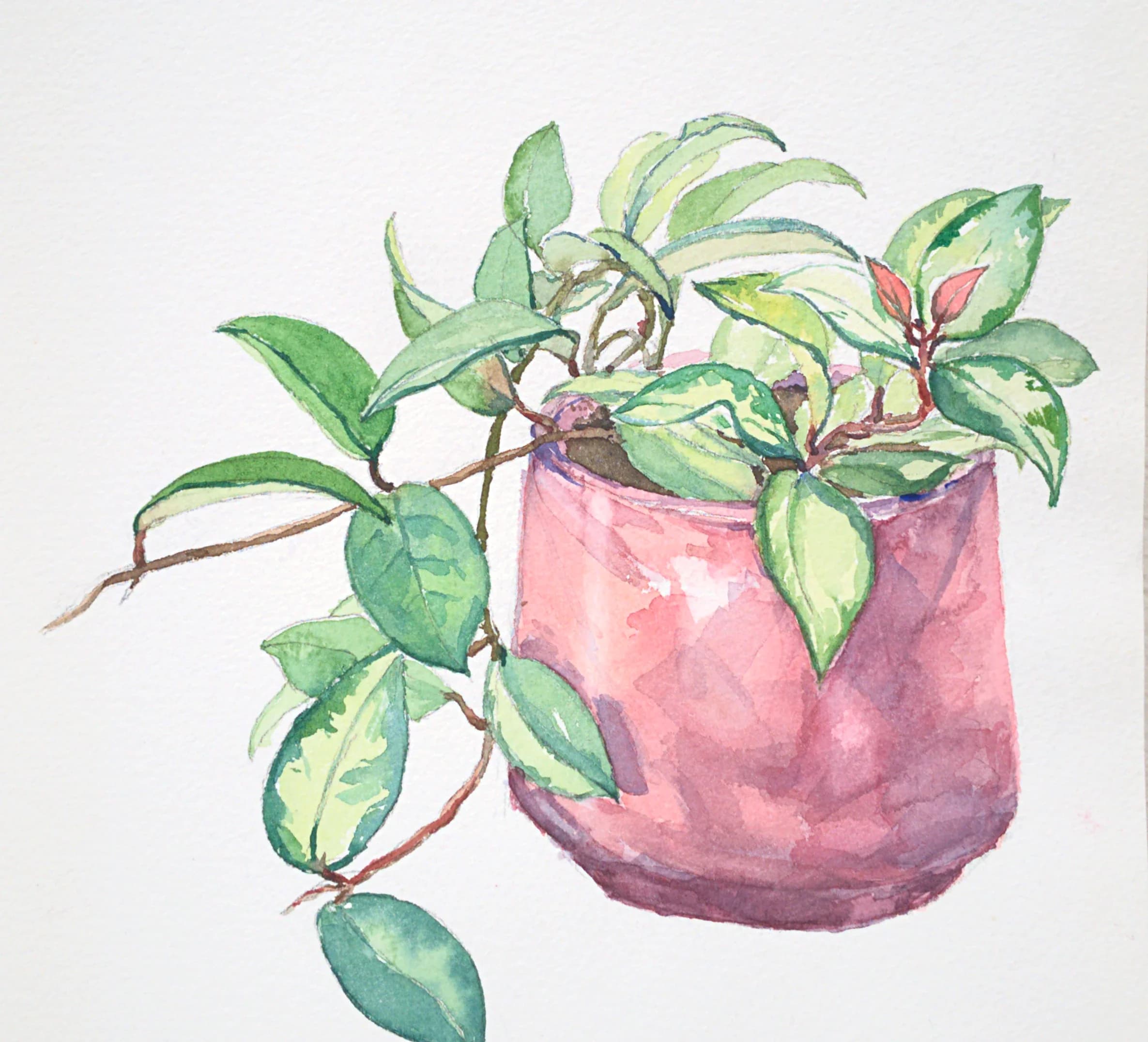 Watercolor of a variegated hoya plant trailing from a mauve-pink pot on white paper